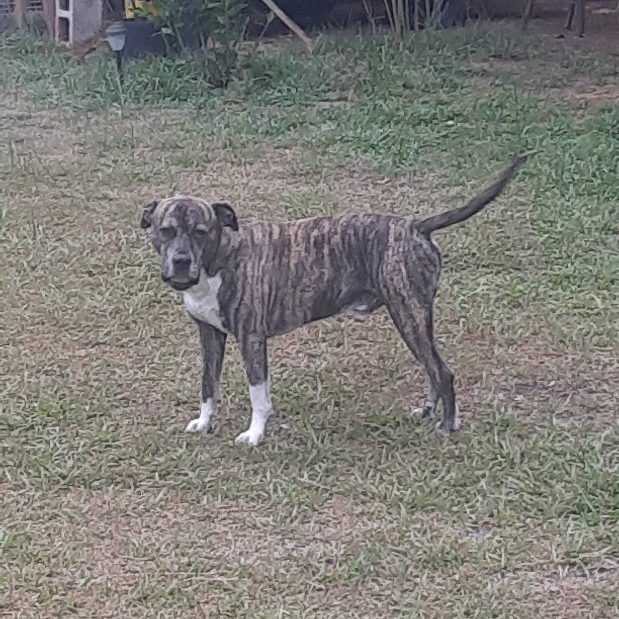 Buddy The Brindle Bulldoggy is registered to the contest to win money with this photo: carnivore, cimarron_uruguayo, collar, companion_dog, dog, dog_breed, dogo_sardesco, fawn, grass, guard_dog, non_sporting_group, plant, plott_hound, sighthound, sporting_group, tail, terrestrial_animal, treeing_tennessee_brindle, working_animal, working_dog