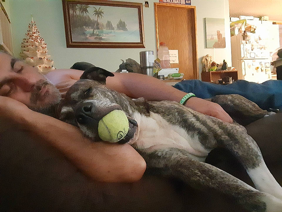 Buddy The Brindle Bulldoggy joined the competition — help win amazing prizes! art, audio_equipment, ball, bed, comfort, companion_dog, couch, flooring, foot, gadget, human_leg, lamp, leg, leisure, living_room, picture_frame, snout, thigh, toy, wood