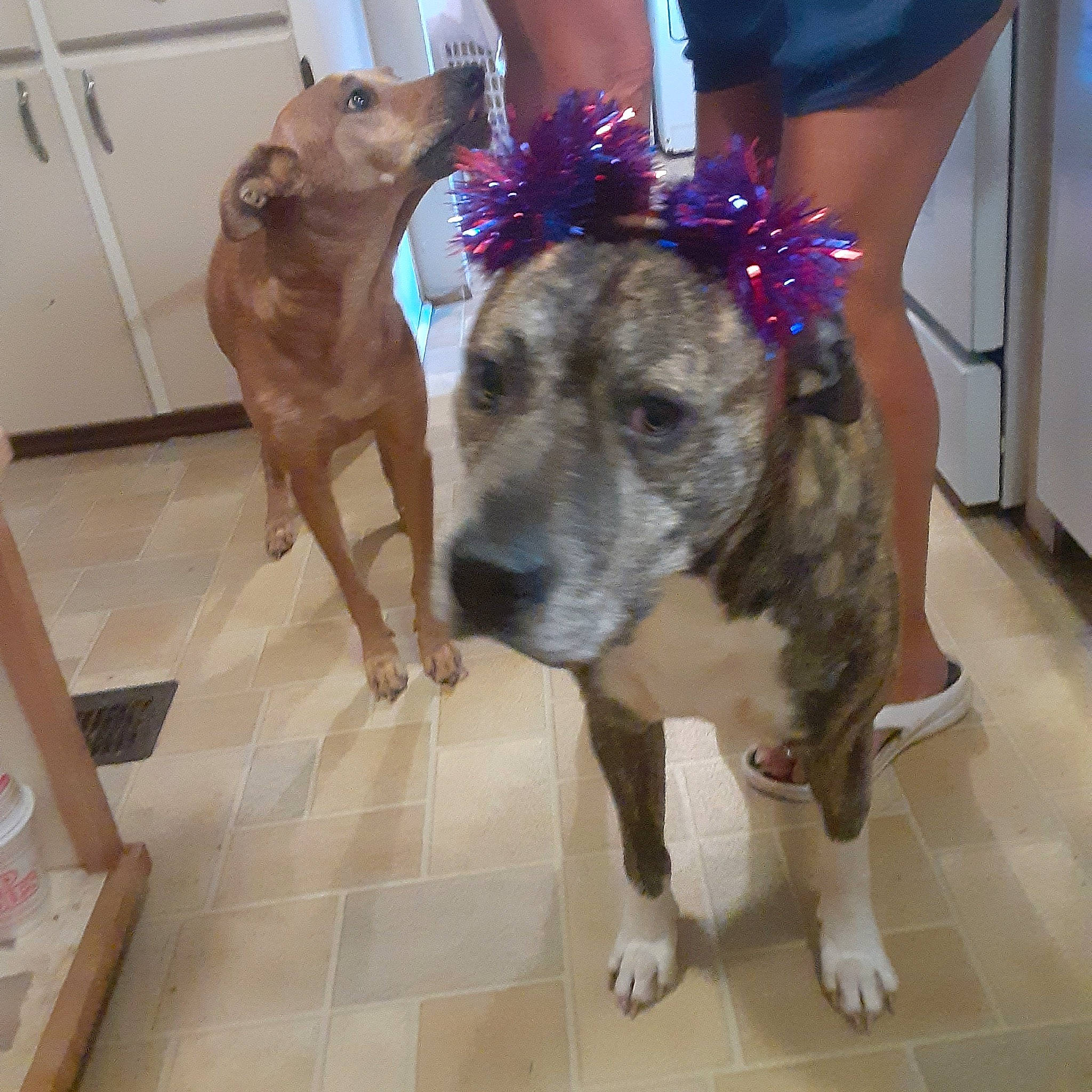 Buddy The Brindle Bulldoggy joined the competition — help win amazing prizes! canidae, carnivore, collar, companion_dog, dog, dog_breed, dog_collar, dog_supply, electric_blue, fashion_accessory, fawn, flooring, fur, human_leg, leash, pet_supply, selfie, snout, thigh, working_animal