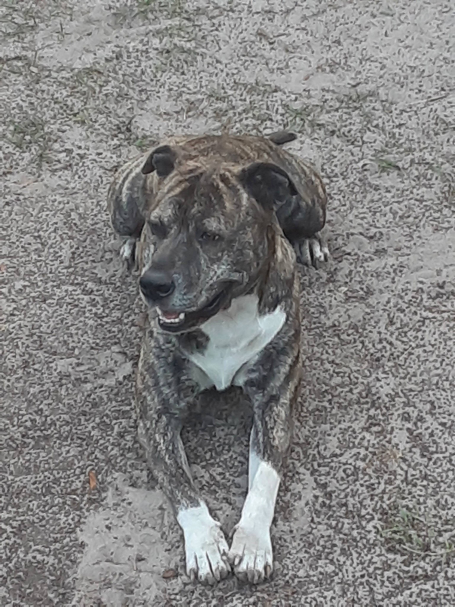 Buddy The Brindle Bulldoggy