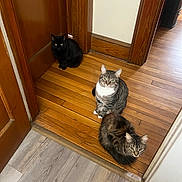 Kelly Pierce joined the competition — help win amazing prizes! animal, black_cat, cat, cats, curious, domestic_animal, door, doorway, feline, flooring, fur, home, indoor, long_hair_cat, looking_up, pets, resting, tabby_cat, three_animals, wooden_floor