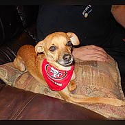 Bailey is registered to the contest to win money with this photo: alert, animal, bandana, casual, companion, couch, cushion, cute, dog, home, indoor, leather_couch, living_room, person_arm, pet, red_bandana, relaxed, resting, small_dog, tan_dog