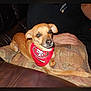 alert, animal, bandana, casual, companion, couch, cushion, cute, dog, home, indoor, leather_couch, living_room, person_arm, pet, red_bandana, relaxed, resting, small_dog, tan_dog