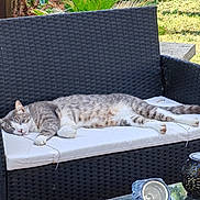 Pirate a rejoint le concours — aidez-le/la à gagner de superbes lots ! cat, tabby, sleeping, bench, outdoor, wicker, cushion, pet, relaxing, sunlight, garden, greenery, furniture, animal, mammal, resting, nap, cozy, peaceful, table