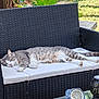 cat, tabby, sleeping, bench, outdoor, wicker, cushion, pet, relaxing, sunlight, garden, greenery, furniture, animal, mammal, resting, nap, cozy, peaceful, table
