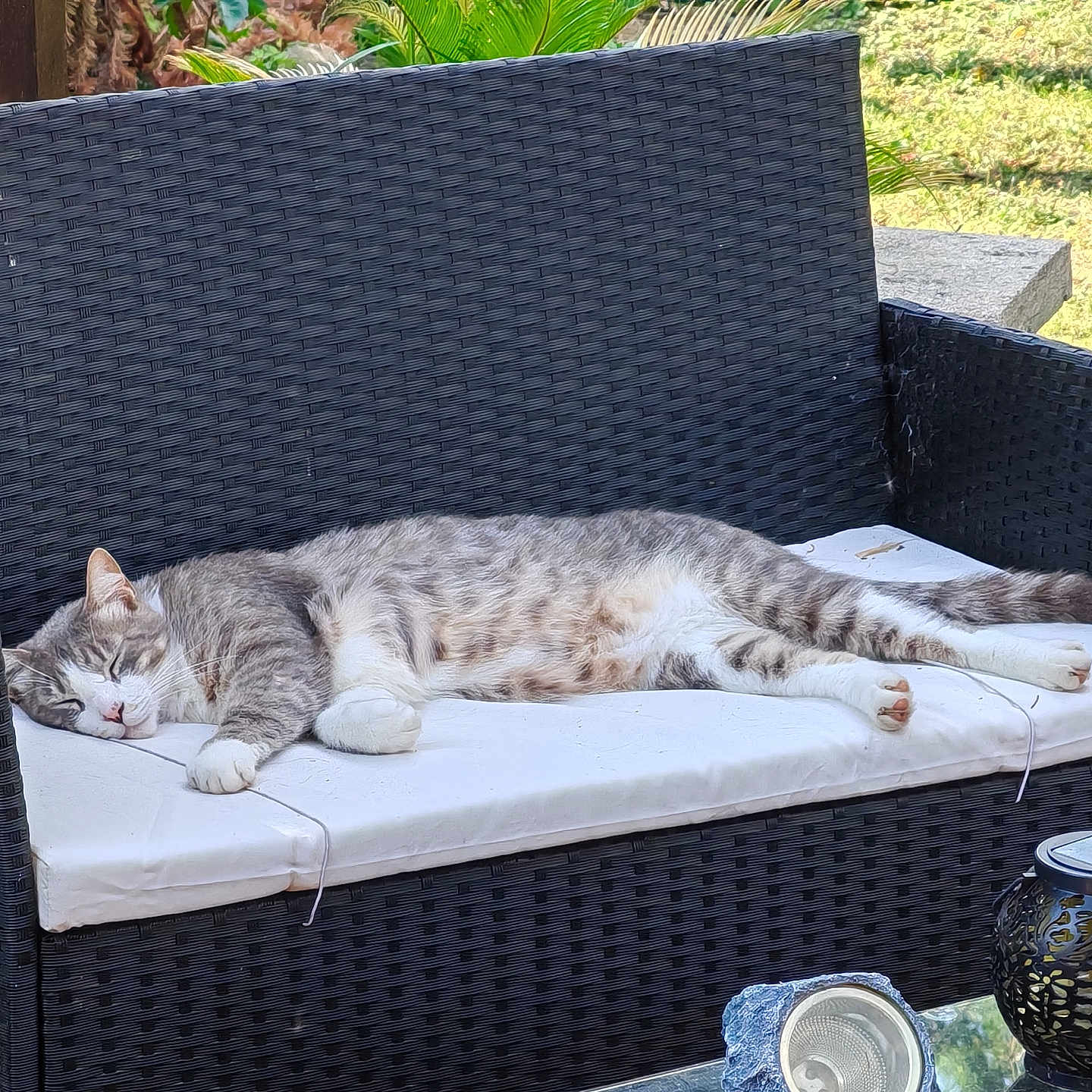 Pirate a rejoint le concours — aidez-le/la à gagner de superbes lots ! animal, bench, cat, cozy, cushion, furniture, garden, greenery, mammal, nap, outdoor, peaceful, pet, relaxing, resting, sleeping, sunlight, tabby, table, wicker