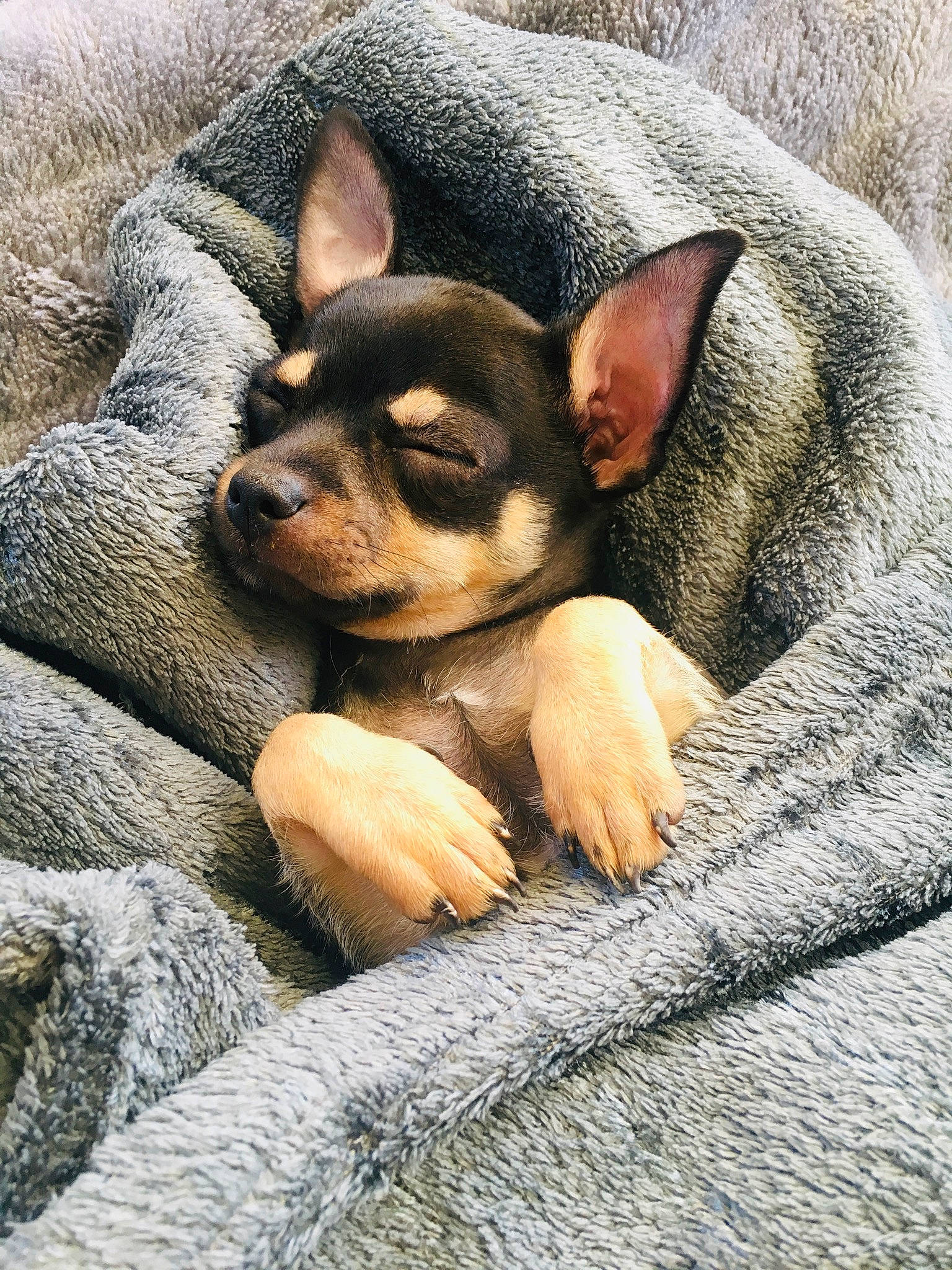 Oby a rejoint le concours — aidez-le/la à gagner de superbes lots ! canidae, carnivore, chihuahua, companion_dog, dog, dog_breed, english_toy_terrier, fawn, mammal, miniature_pinscher, nap, prazsky_krysarik, puppy, russkiy_toy, snout, toy_dog, vertebrate