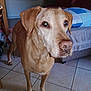 dog, brown_dog, canine, pet, indoor, floor, tile_floor, furniture, couch, cushion, living_room, ears, eyes, nose, paws, standing, looking, animal, domestic, companion