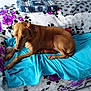 dog, brown_dog, couch, blanket, blue_throw, indoor, pet, animal, resting, furniture, floral_pattern, purple, black, comfortable, cozy, domestic, relaxed, canine, home, living_room