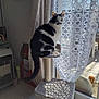 Moustache a rejoint le concours — aidez-le/la à gagner de superbes lots ! cat, black_and_white, cat_tree, window, curtains, sunlight, shadow, indoor, tile_floor, pet, furniture, home, animal, sitting, looking, feline, mustache_marking, daylight, pattern, relaxing