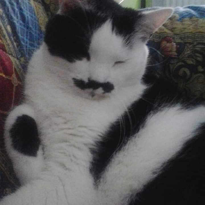 Moustache participe au concours pour gagner de l'argent avec cette photo : animal, black_and_white, cat, closeup, couch, cozy, cushion, cute, domestic_cat, feline, fur, fur_pattern, indoor, mustache_mark, patterned, pet, relaxing, resting, sleeping, whiskers
