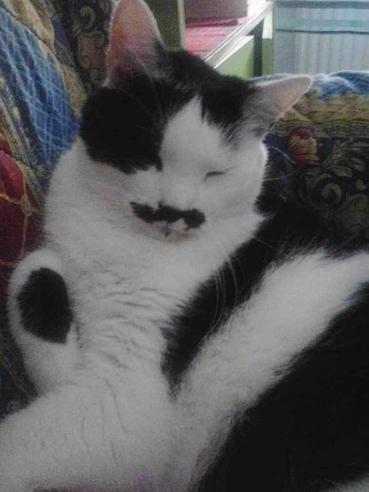 Moustache
