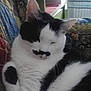 Moustache a rejoint le concours — aidez-le/la à gagner de superbes lots ! cat, black_and_white, sleepy, mustache_marking, feline, pet, close_up, fur, whiskers, indoor, resting, cozy, patterned_fabric, nap, cute, animal, portrait, domestic_cat, soft, relaxed