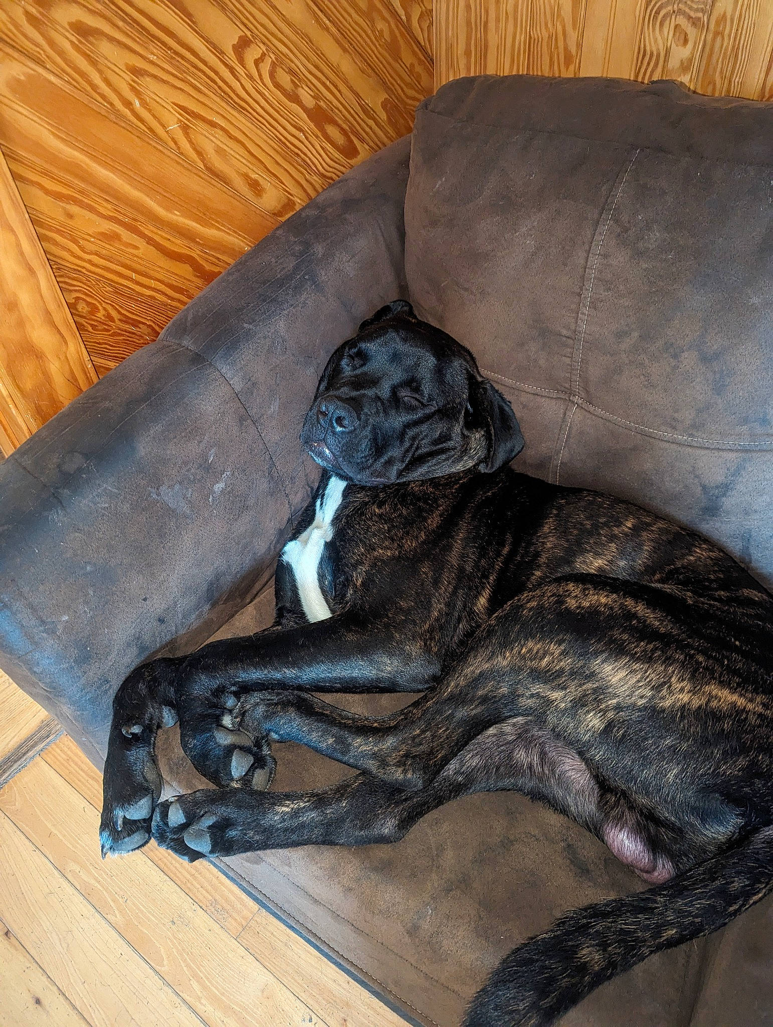 Rocket joined the competition — help win amazing prizes! art, carving, chair, comfort, couch, flooring, fur, hardwood, leather, metal, personal_protective_equipment, room, sculpture, sitting, sporting_group, wood, wood_flooring