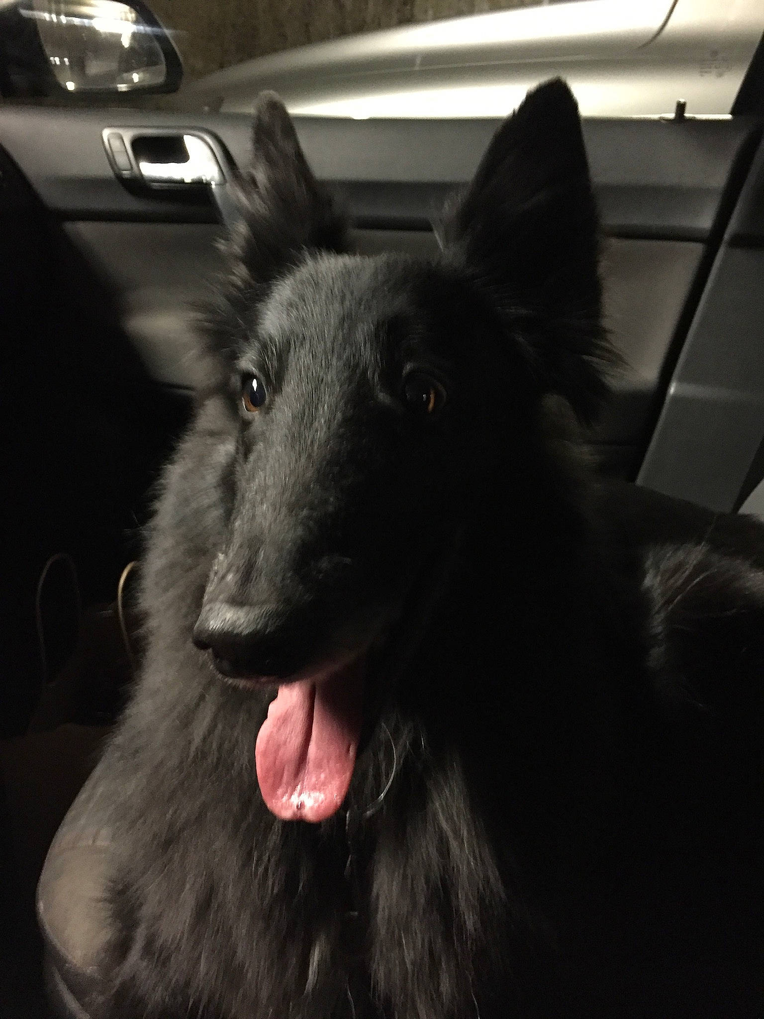 Gipsy participe au concours pour gagner de l'argent avec cette photo : canidae, canis, carnivore, companion_dog, darkness, dog, dog_breed, east_european_shepherd, fur, german_shepherd_dog, herding_dog, jaw, king_shepherd, non_sporting_group, sporting_group, terrestrial_animal, whiskers, wildlife, working_animal, working_dog