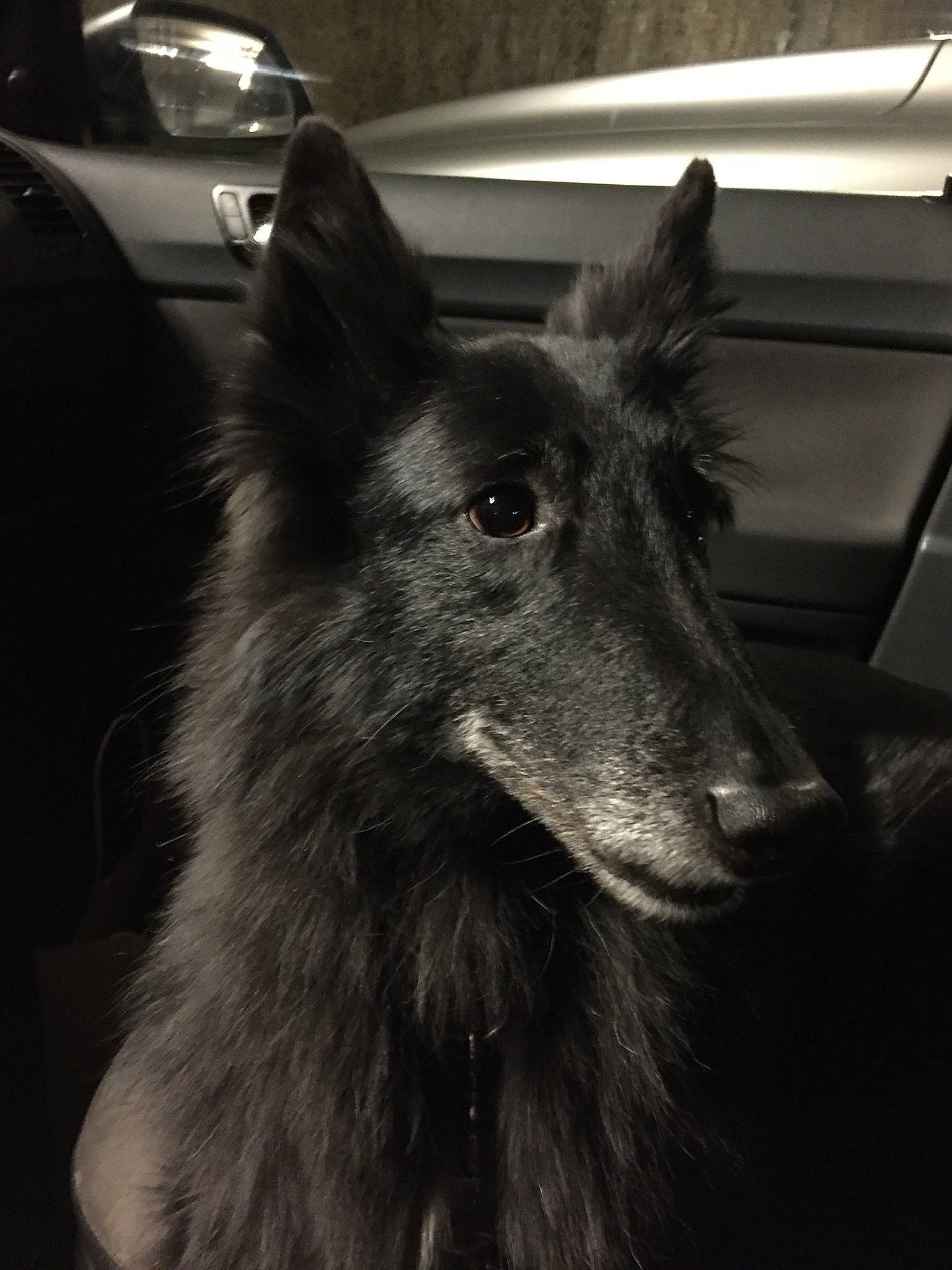 Gipsy participe au concours pour gagner de l'argent avec cette photo : canidae, canis, carnivore, companion_dog, darkness, dog, dog_breed, fur, grey, herding_dog, monochrome, monochrome_photography, non_sporting_group, snout, sporting_group, terrestrial_animal, whiskers, wildlife, working_animal, working_dog