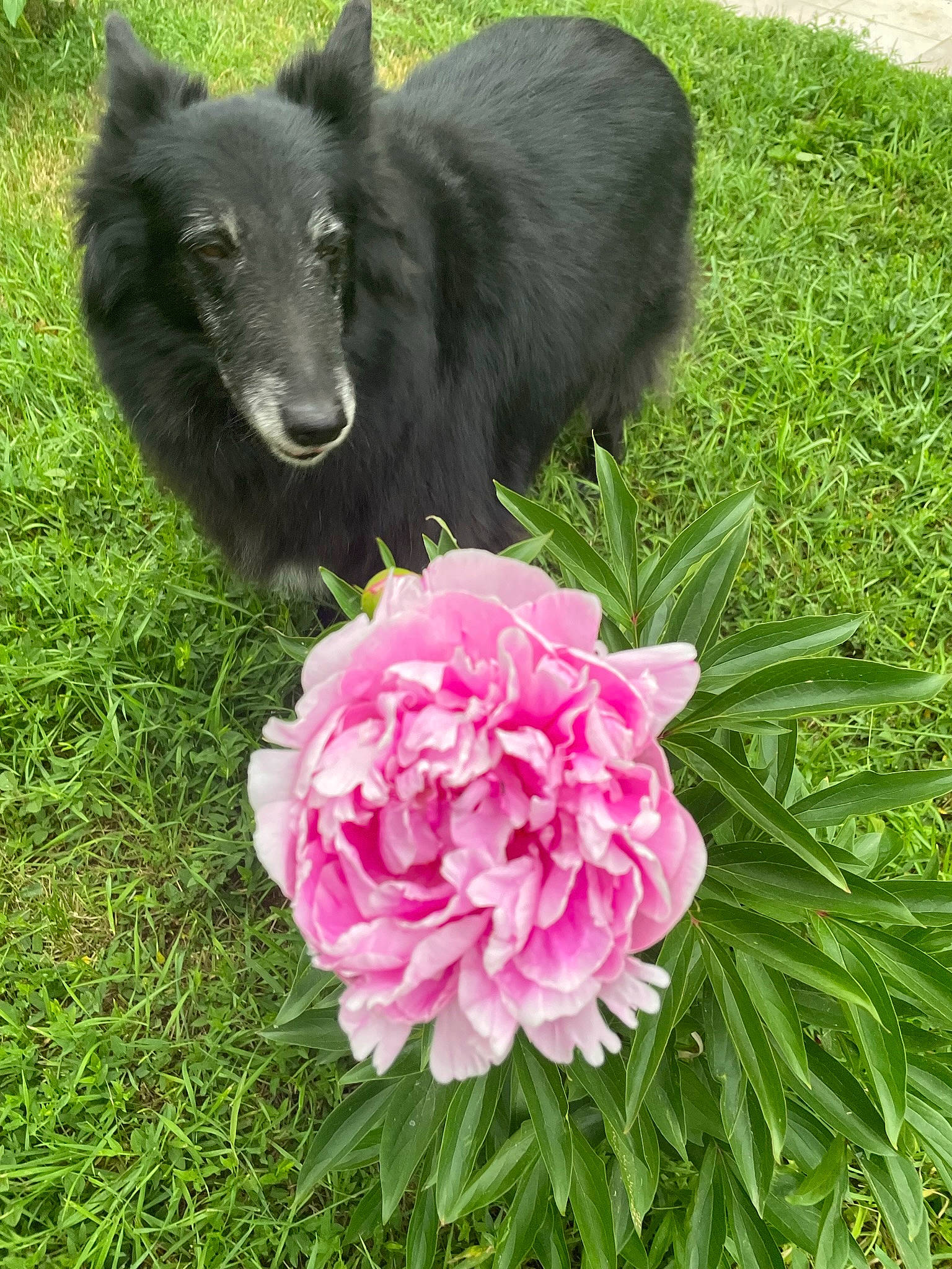 Gipsy a rejoint le concours — aidez-le/la à gagner de superbes lots ! annual_plant, carnivore, companion_dog, dog, dog_breed, flower, flowering_plant, fur, garden, grass, groundcover, herbaceous_plant, petal, plant, rose, rose_family, rose_order, shrub, terrestrial_animal, terrestrial_plant