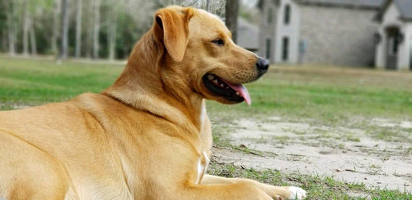 Coy joined the competition — help win amazing prizes! ball, canidae, carnivore, collar, companion_dog, dog, dog_breed, dog_collar, fawn, grass, labrador_retriever, paw, retriever, snout, sporting_group, tail, tree, whiskers, window, working_animal