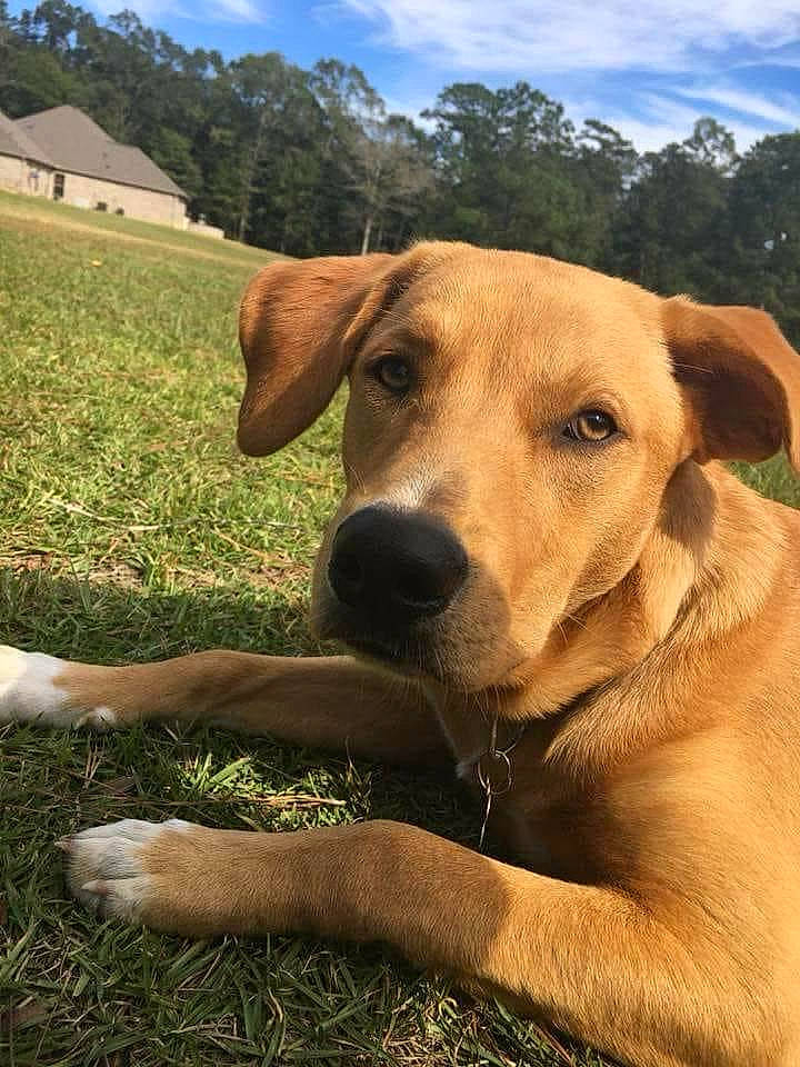 Coy joined the competition — help win amazing prizes! carnivore, cloud, collar, companion_dog, dog, dog_breed, dog_collar, fawn, grass, grassland, landscape, pasture, plant, prairie, sky, snout, tree, whiskers, working_animal, working_dog