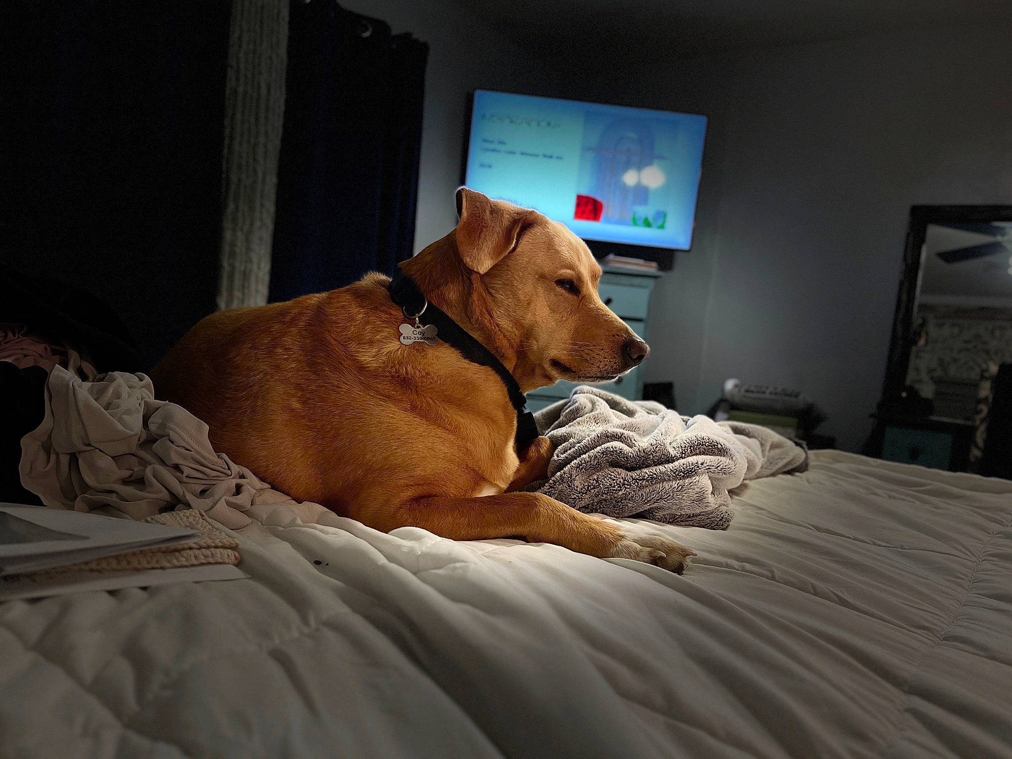 Coy is registered to the contest to win money with this photo: bed, bedding, bedroom, canidae, carnivore, comfort, companion_dog, computer, dog, dog_breed, fawn, flooring, hardwood, human_leg, linens, personal_computer, picture_frame, room, sporting_group, wood