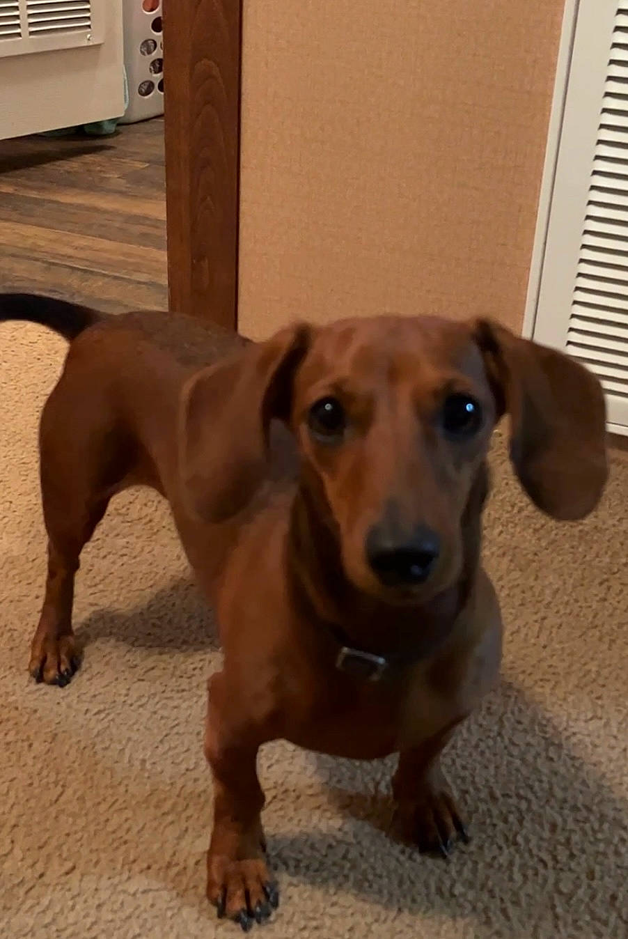 Beaux is registered to the contest to win money with this photo: canidae, carnivore, companion_dog, dog, dog_breed, dog_supply, fawn, flooring, guard_dog, hardwood, hound, liver, paw, pet_supply, snout, sporting_group, whiskers, window_blind, wood, working_animal