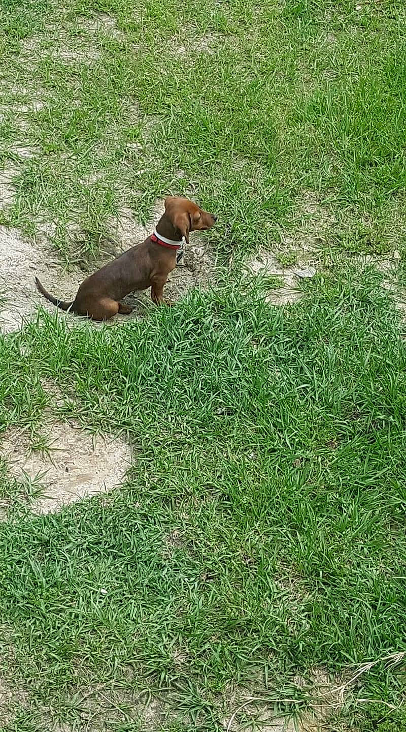 Beaux is registered to the contest to win money with this photo: canidae, carnivore, companion_dog, dog, dog_breed, fawn, grass, grassland, groundcover, hunting_dog, lawn, liver, pasture, plant, shrub, sporting_group, tail, terrestrial_animal, working_animal