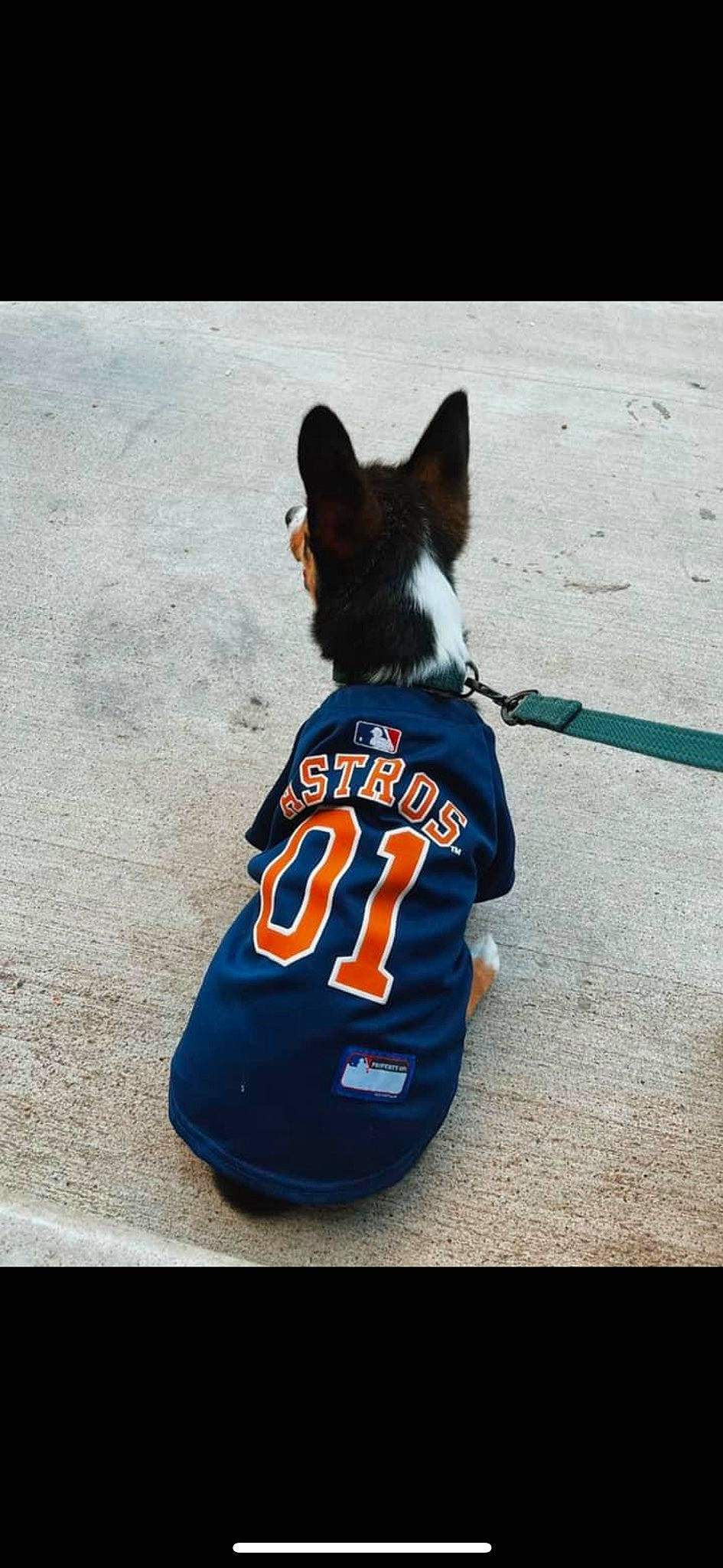 Winston joined the competition — help win amazing prizes! canidae, carnivore, companion_dog, dog, dog_breed, dog_clothes, dog_supply, door, electric_blue, fur, hat, jersey, recreation, shadow, sitting, snout, sporting_group, sports, sportswear, t_shirt