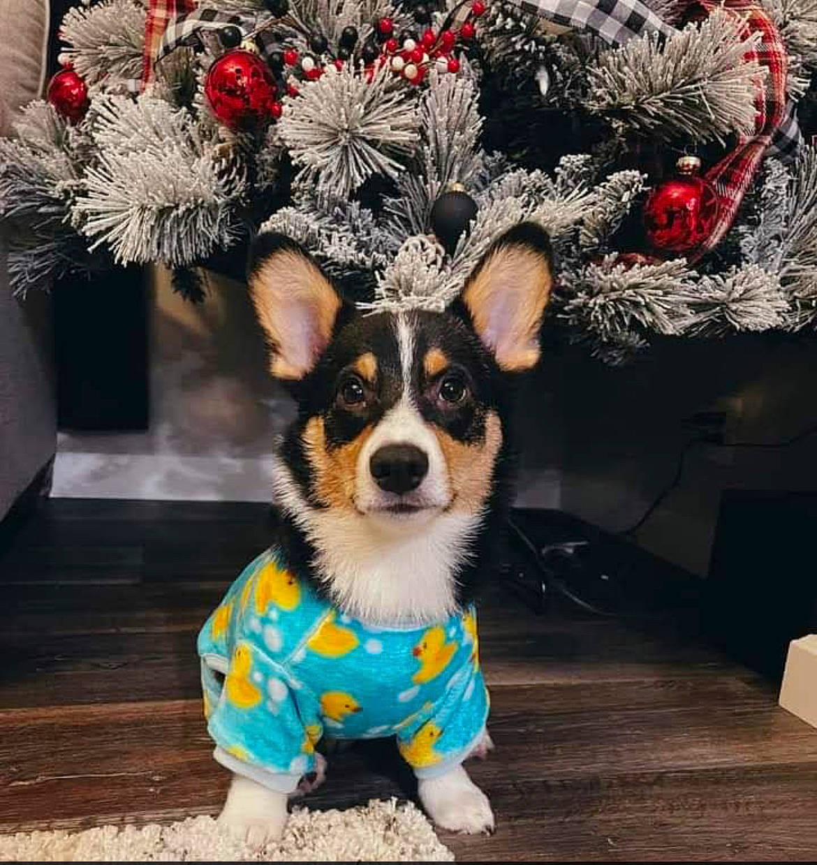 Winston joined the competition — help win amazing prizes! canidae, carnivore, christmas, christmas_ornament, companion_dog, dog, dog_breed, dog_clothes, dog_supply, event, fawn, fur, ornament, plant, snout, sporting_group, toy_dog, twig, whiskers, working_animal