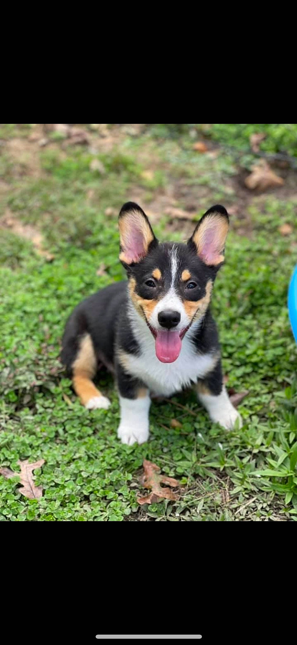 Winston joined the competition — help win amazing prizes! art, canidae, carnivore, companion_dog, dog, dog_breed, grass, happy, herding_dog, paw, plant, puppy, snout, sporting_group, tail, toy, toy_dog, whiskers, working_dog