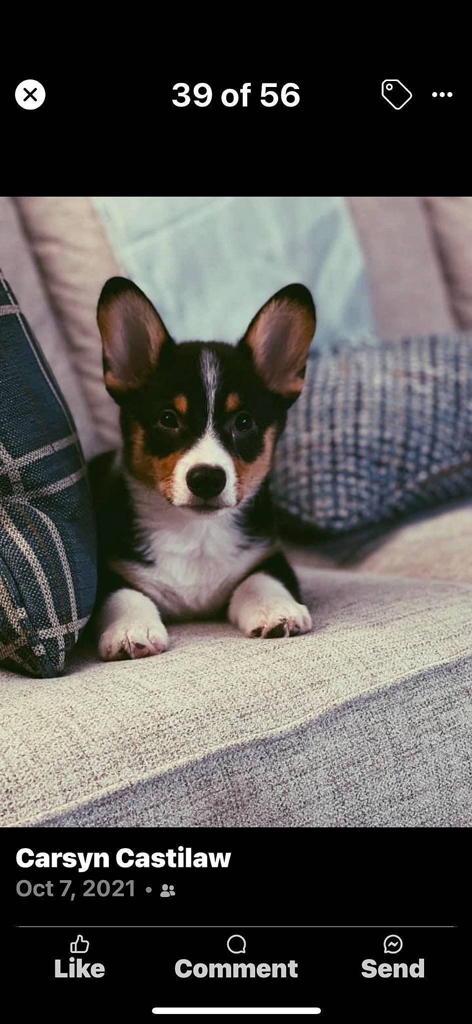 Winston is registered to the contest to win money with this photo: canidae, carnivore, chihuahua, comfort, companion_dog, corgi_chihuahua, dog, dog_breed, linens, pattern, paw, sitting, snout, sporting_group, terrestrial_animal, toy_dog, whiskers, working_animal