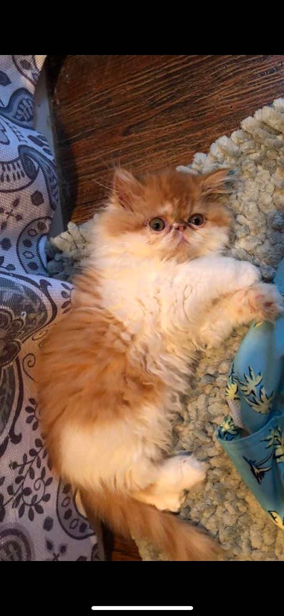 Curtis is registered to the contest to win money with this photo: british_longhair, carnivore, cat, claw, fawn, felidae, fur, persian, small_to_medium_sized_cats, snout, tail, terrestrial_animal, whiskers, wood