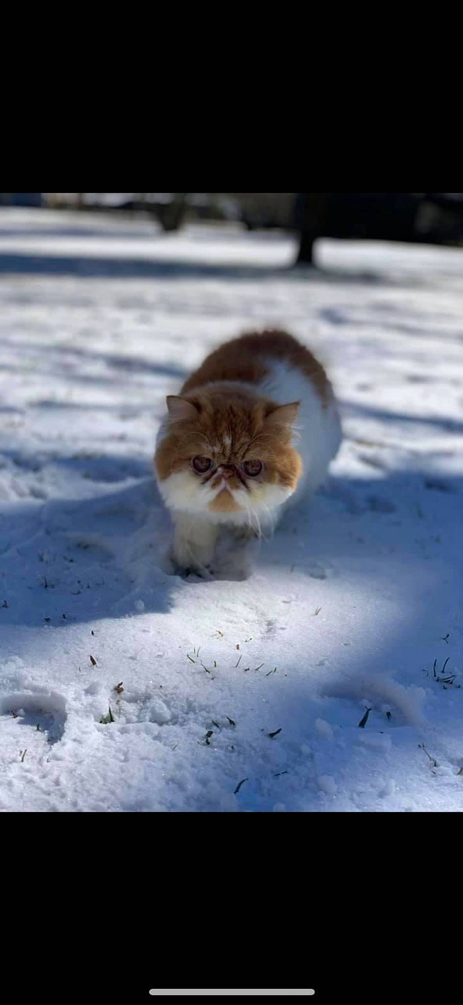 Curtis is registered to the contest to win money with this photo: canidae, carnivore, cat, domestic_short_haired_cat, fawn, felidae, freezing, fur, mammal, sky, small_to_medium_sized_cats, snout, snow, tail, terrestrial_animal, vertebrate, whiskers, wildlife, winter, wood