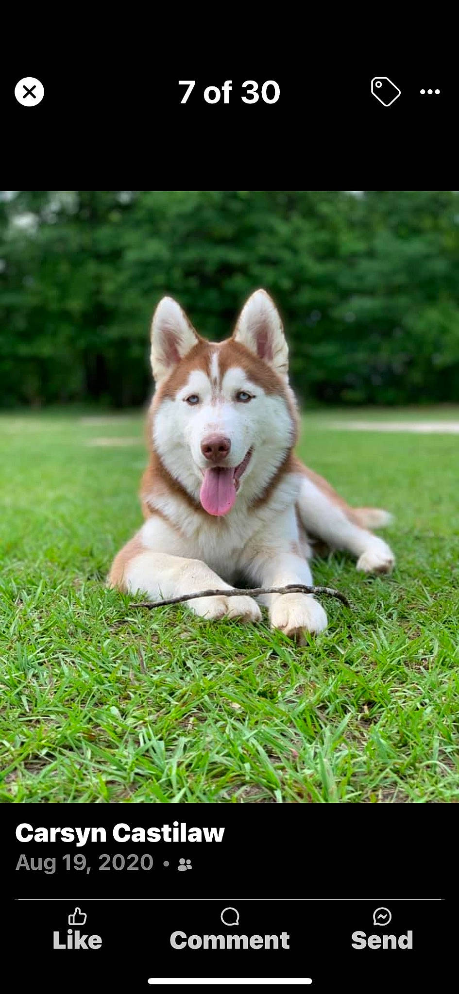 Koda joined the competition — help win amazing prizes! ancient_dog_breeds, canidae, carnivore, companion_dog, dog, dog_breed, fang, fawn, foot, grass, non_sporting_group, people_in_nature, pet_supply, photo_caption, plant, sporting_group, terrestrial_animal, tree, working_animal, working_dog