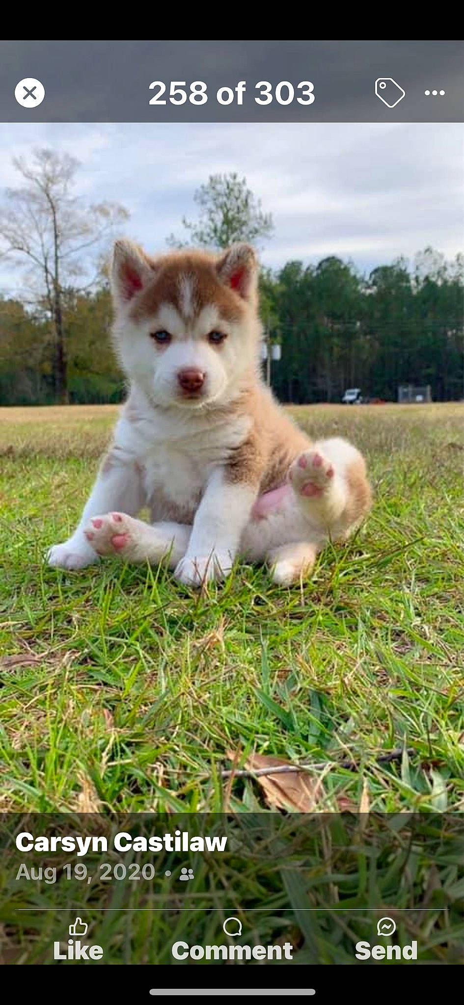 Koda is registered to the contest to win money with this photo: canidae, carnivore, cloud, companion_dog, dog, dog_breed, fawn, grass, non_sporting_group, plant, sky, sporting_group, tail, terrestrial_animal, tree, working_animal, working_dog