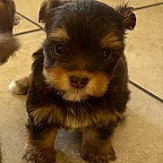 Ginger joined the competition — help win amazing prizes! puppy, dog, small, fur, cute, pet, animal, floor, tile, indoor, brown, black, standing, young, adorable, face, eyes, snout, fur_pattern, curious