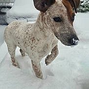 Aura participe au concours pour gagner de l'argent avec cette photo : dog, snow, winter, outdoor, animal, pet, canine, white, cold, fur, ears, nose, walking, nature, frozen, snowy_background, car, curious, young_dog, daytime