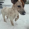 dog, snow, winter, outdoor, animal, pet, canine, white, cold, fur, ears, nose, walking, nature, frozen, snowy_background, car, curious, young_dog, daytime