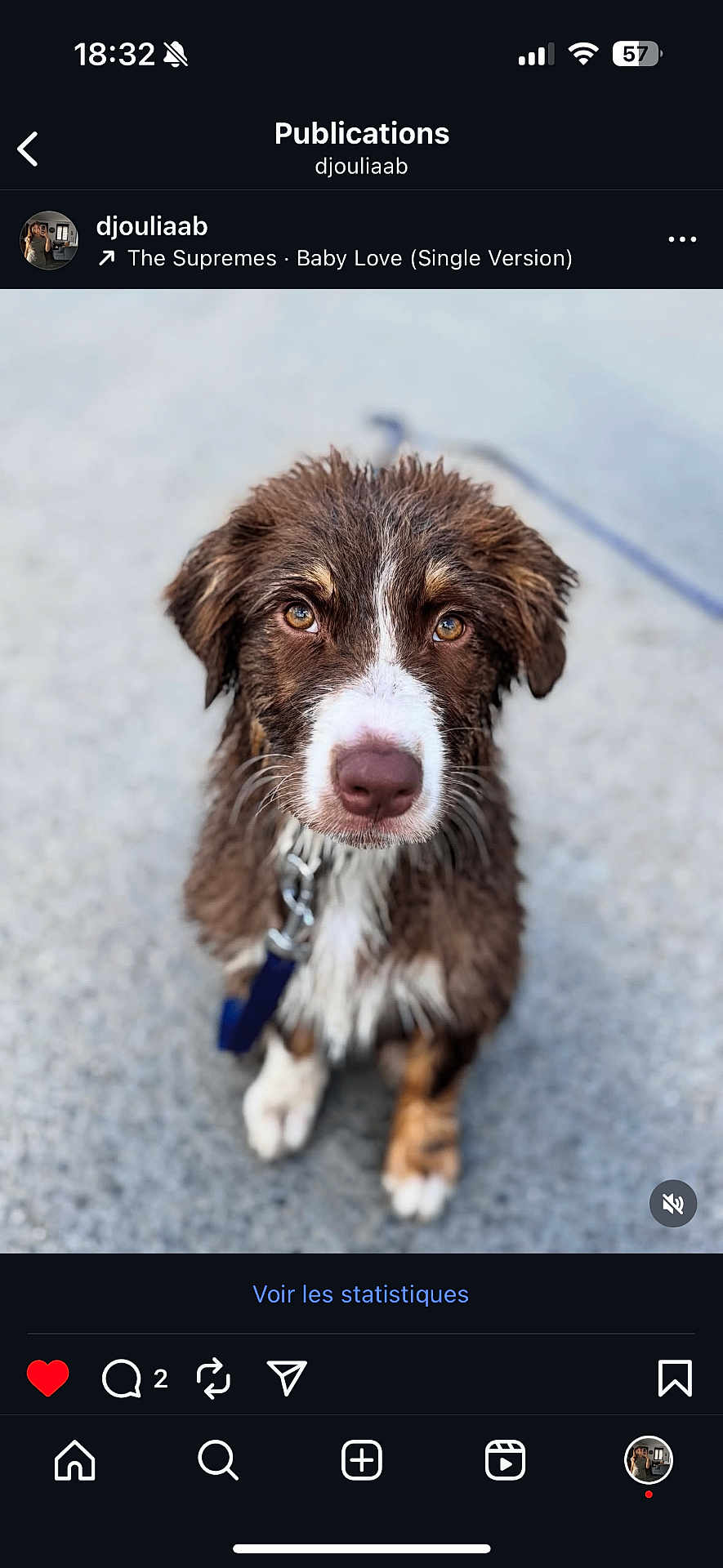 Awaï participe au concours pour gagner de l'argent avec cette photo : dog, puppy, wet_fur, brown_fur, white_fur, cute, animal, pet, outdoor, pavement, leash, sitting, close_up, face, eyes, snout, fur, young_dog, adorable, looking_at_camera