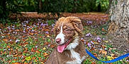 Awaï participe au concours pour gagner de l'argent avec cette photo : dog, puppy, leash, grass, leaves, tree, outdoor, nature, park, autumn, brown, white, tongue_out, sitting, young, canine, pet, animal, happy, fur