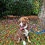dog, puppy, leash, grass, leaves, tree, outdoor, nature, park, autumn, brown, white, tongue_out, sitting, young, canine, pet, animal, happy, fur