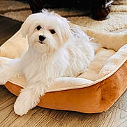 Victor joined the competition — help win amazing prizes! dog, pet_bed, white_fur, small_dog, maltese, puppy, indoor, hardwood_floor, cozy, portrait, paws, dark_eyes, black_nose, fluffy, home, sitting, looking_at_camera, soft_bedding, rug, furniture