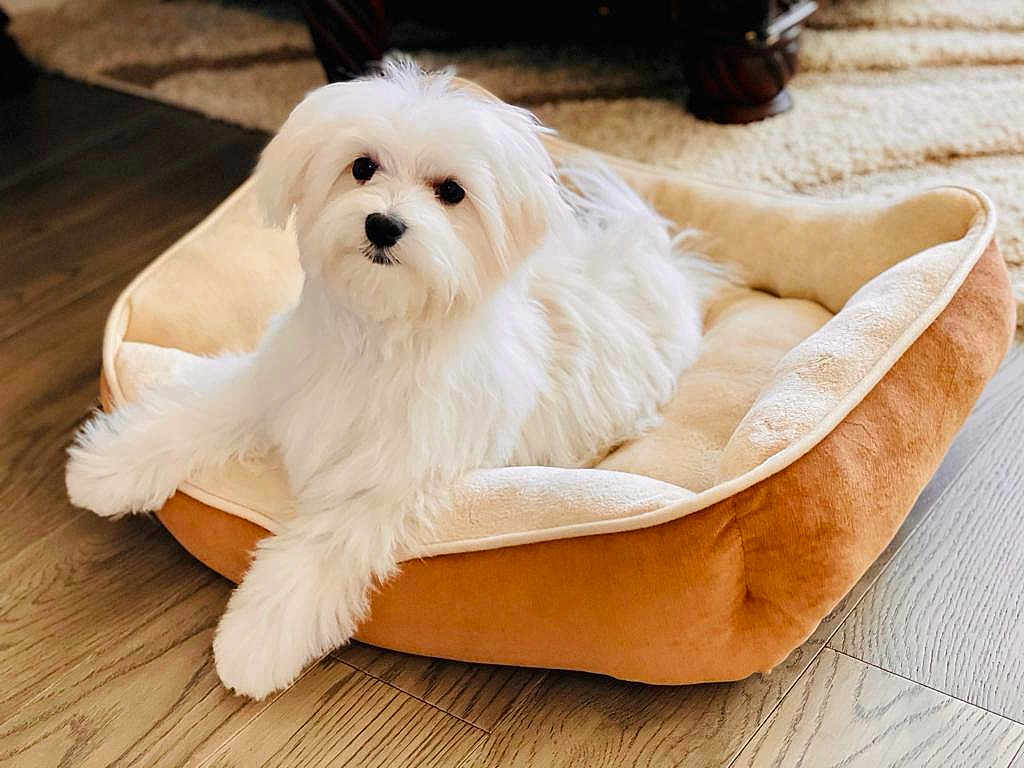Victor joined the competition — help win amazing prizes! dog, pet_bed, white_fur, small_dog, maltese, puppy, indoor, hardwood_floor, cozy, portrait, paws, dark_eyes, black_nose, fluffy, home, sitting, looking_at_camera, soft_bedding, rug, furniture