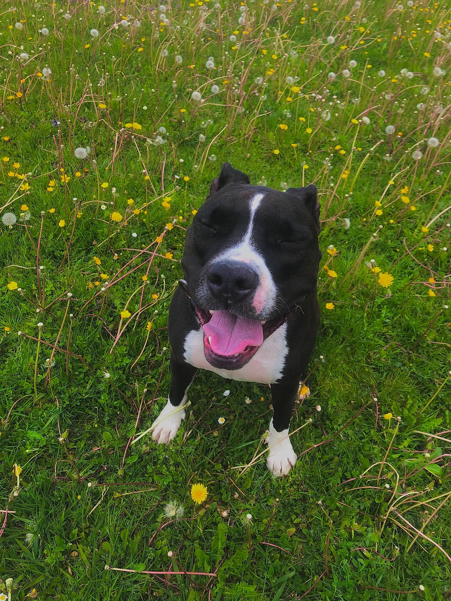 Pearl participe au concours pour gagner de l'argent avec cette photo : carnivore, collar, companion_dog, dog, dog_breed, dog_collar, flower, flowering_plant, grass, grassland, herbaceous_plant, herding_dog, meadow, natural_landscape, people_in_nature, plant, snout, tail, whiskers, working_animal