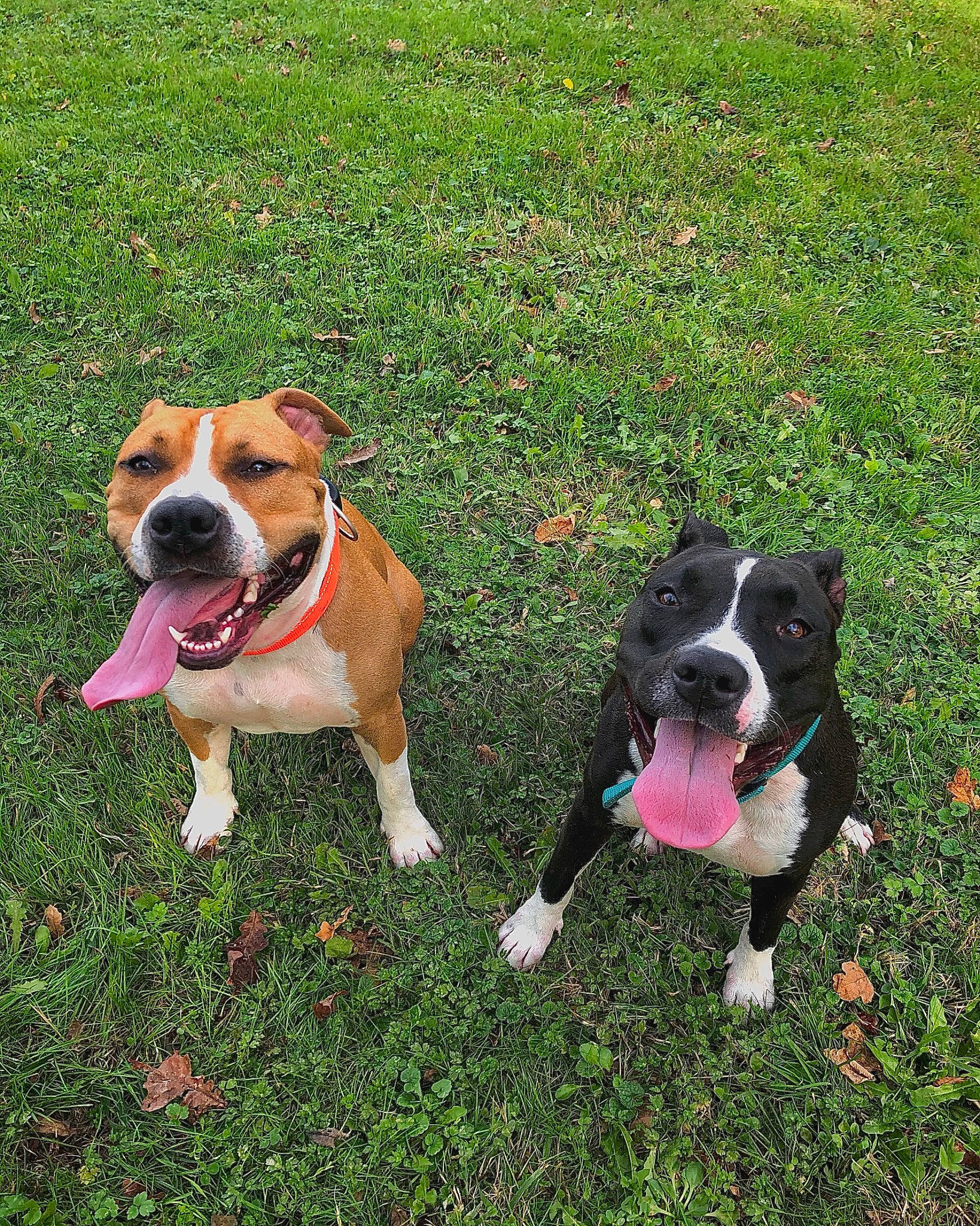 Pearl a rejoint le concours — aidez-le/la à gagner de superbes lots ! beaglier, canidae, carnivore, collar, companion_dog, dog, dog_breed, dog_collar, dog_supply, fawn, grass, hunting_dog, leash, non_sporting_group, plant, snout, sporting_group, tail, working_animal, working_dog