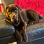 dog, labrador, chocolate_labrador, pet, animal, couch, leather_couch, red_blanket, indoor, furniture, stool, brown_dog, canine, relaxed, lying_down, domestic_animal, companion, living_room, household, cozy