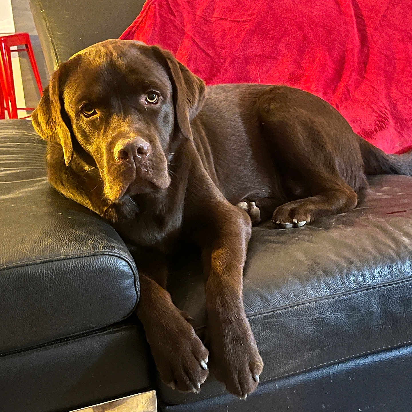 Vroom participe au concours pour gagner de l'argent avec cette photo : animal, brown_dog, canine, chocolate_labrador, companion, couch, cozy, dog, domestic_animal, furniture, household, indoor, labrador, leather_couch, living_room, lying_down, pet, red_blanket, relaxed, stool