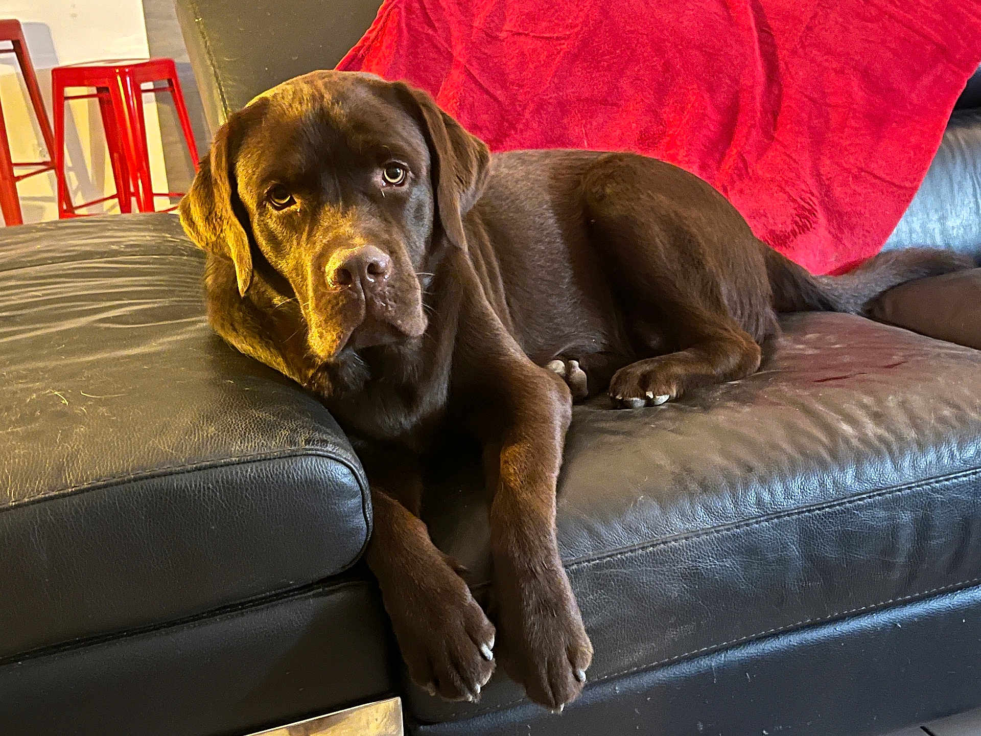 Vroom participe au concours pour gagner de l'argent avec cette photo : dog, labrador, chocolate_labrador, pet, animal, couch, leather_couch, red_blanket, indoor, furniture, stool, brown_dog, canine, relaxed, lying_down, domestic_animal, companion, living_room, household, cozy