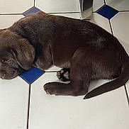 Vroom participe au concours pour gagner de l'argent avec cette photo : puppy, dog, sleeping, brown, chocolate, tile_floor, floor, young_dog, animal, pet, cute, curled_up, resting, indoors, fur, canine, small, peaceful, laying_down, nose