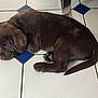 puppy, dog, sleeping, brown, chocolate, tile_floor, floor, young_dog, animal, pet, cute, curled_up, resting, indoors, fur, canine, small, peaceful, laying_down, nose