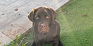 Vroom participe au concours pour gagner de l'argent avec cette photo : dog, puppy, labrador, chocolate, grass, outdoor, pet, animal, young, sitting, ears, face, eyes, nose, paw, fur, daylight, nature, sidewalk, garden